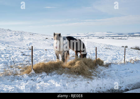 I cavalli di mangiare il fieno nella neve su Hackpen hill. Wiltshire, Inghilterra Foto Stock