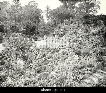 . Il secolo libro di giardinaggio; un lavoro completo per ogni amante del giardino. Il giardinaggio. 164 Il secolo libro di giardinaggio.. Il giardino di roccia a Newstead Abbey.' crescere e fiorire in qualsiasi ordinario suolo di giardino, ma arc visto al loro meglio quando viene dato un profondo e umido di root-run e una posizione in cui la loro fioritura crescite potrebbe bloccarsi su un muro, banca", o superficie di roccia. Oppositifolia Calandrinia e C. umbellata, brillante fiori rosso cremisi, toccò con il magenta, sono piuttosto in suoli caldi. Campanulas o Harebells, della sezione alpini sono di loro- stessi sufficiente nella varietà di riempire un buon p Foto Stock