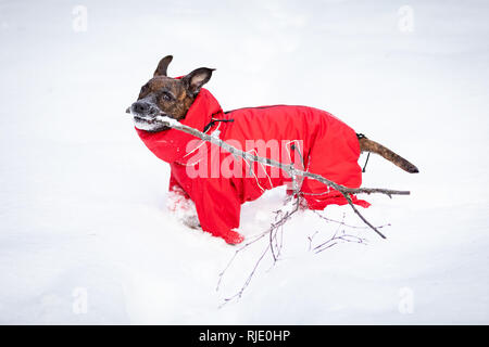 Tiger american staffordshire terrier con non orecchie passeggiate all'aperto in inverno Foto Stock