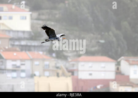 Grande e bella Heron battenti nel bordo del fiume Douro a Porto, Portogallo Foto Stock