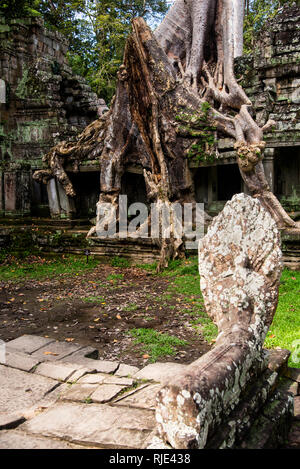 Tempio di Preah Kahn presso il parco archeologico di Angkor Wat Angkor a Siem Reap, Cambogia. Foto Stock