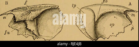 . Il gatto; una introduzione allo studio della backboned animali, particolarmente mammiferi. Gatti; anatomia di confronto. A B Fig. 33.-parietale destra boxe. A. Superficie interna. B. Superficie esterna. c. Paiietal eminenza. /. La superficie di articolazione con frontale. s([.. Superficie per osso temporale. t. Tentorium. zione di una membrana denominata tentorium e descritto con le strutture del cervello (f). Parietali è sempre un unico osso. § 35. Le ossa rimanenti del tetto del cranio sono i FK.ONTALS, whicli egli fianco a fianco nella parte anteriore del parietals e tetto sopra l'ostacolare la parte della faccia come pure la fro Foto Stock