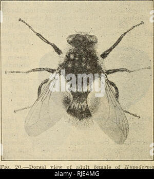 . Le larve del bestiame o ox warbles, loro biologies e suggerimenti per il controllo. Trillo vola; bovini; pesti di insetto. Fig. 19. -Vista dorsale del maschio adulto di Hvpodenna Uneatum. Molto ingrandito.. Questi host sono stati conservati al sicuro imbavagliata durante tutta la stagione quando le mosche erano suscettibili di essere circa, ad eccezione del tempo che essi venivano alimentati, quando essi sono stati collocati in appositamente costruiti i montanti che non consentirebbe loro di. leccare qualsiasi parte di se stessi. La museruola utilizzate sono state fatte di filo pesante, ex- tendente ben fino al naso e ricoperto con tessuto strettamente il ducking, fatta eccezione per due piccoli fori sopra t Foto Stock