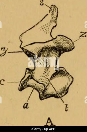 . Il gatto; una introduzione allo studio della backboned animali, particolarmente mammiferi. Gatti; anatomia di confronto. . Si prega di notare che queste immagini vengono estratte dalla pagina sottoposta a scansione di immagini che possono essere state migliorate digitalmente per la leggibilità - Colorazione e aspetto di queste illustrazioni potrebbero non perfettamente assomigliano al lavoro originale. Mivart, San Giorgio Jackson, 1827-1900. Londra, Murray Foto Stock