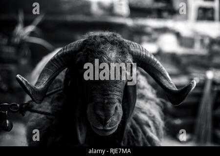 Close up indiana di pecore o la ram di pecore di razza o di razza Awassi pecore nei campi. Foto Stock
