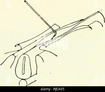 . Cercetari de embriologie experimentala. Embriologia. . Si prega di notare che queste immagini vengono estratte dalla pagina sottoposta a scansione di immagini che possono essere state migliorate digitalmente per la leggibilità - Colorazione e aspetto di queste illustrazioni potrebbero non perfettamente assomigliano al lavoro originale. Menkes, B. [Bucuresti] Editura Academiei Republicii Populare Romîne Foto Stock