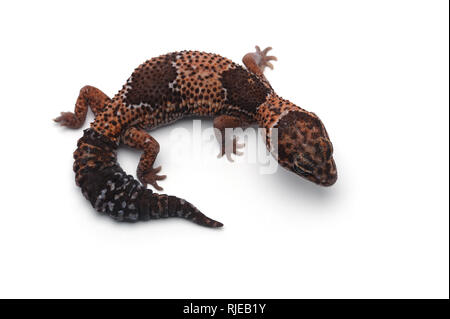 African la coda grassa gecko isolati su sfondo bianco Foto Stock