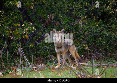 Re Gilletter Ranch Wildlife Foto Stock