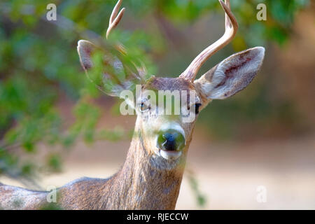 Re Gilletter Ranch Wildlife Foto Stock