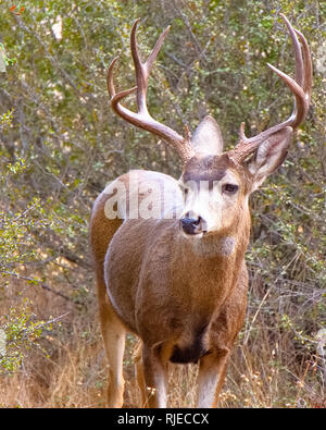 Re Gilletter Ranch Wildlife Foto Stock