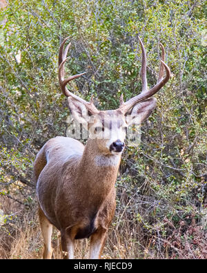 Re Gilletter Ranch Wildlife Foto Stock