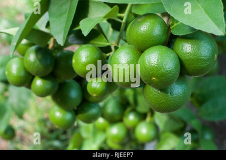 Mazzetto di feconda verde lime su albero in giardino Foto Stock