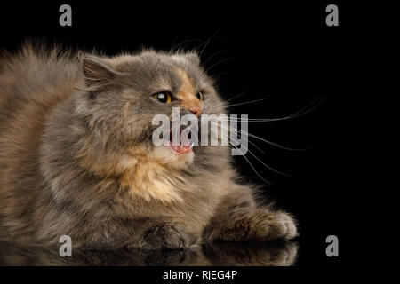 Paura Munchkin tartaruga Cat Fur,giacenti e Hiss sul lato isolato su sfondo nero Foto Stock