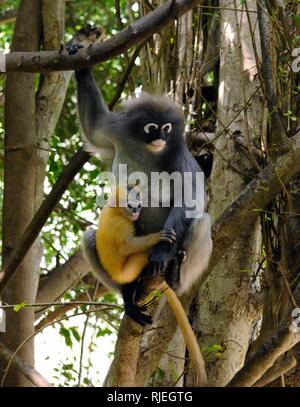 Femmina dusky langur, dusky leaf monkey, spectacled langur, (Trachypithecus obscurus) con giallo baby scimmia nella foresta in Thailandia Foto Stock