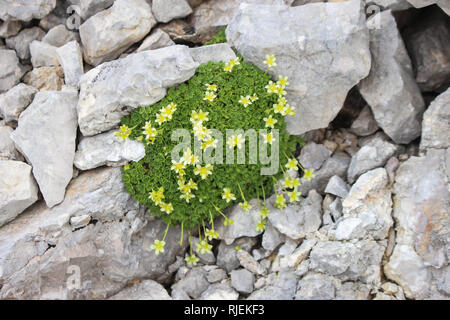 Zolla di Saxifraga exarata Ostrovice sul crinale in Albania Foto Stock