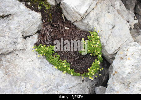 Zolla di Saxifraga exarata Ostrovice sul crinale in Albania Foto Stock