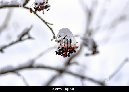 Congelati coperti di neve rowan appeso sull'albero. Foto Stock