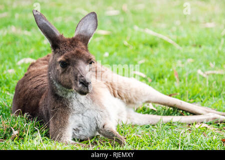 Australian kangaroo poggiante su erba verde in un giorno di Adelaide Hills regione Foto Stock