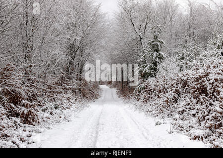 Una strada che conduce attraverso un bosco in questa scena invernale Foto Stock