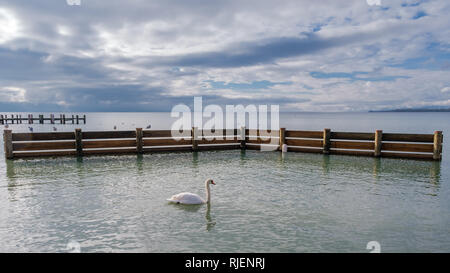 Un grazioso swan nella parte anteriore di un pontile lungo la riva del lago di Ginevra, Preverenges, Svizzera Foto Stock