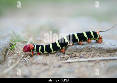 Un colorato caterpillar. Foto Stock