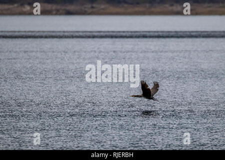 Incredibile grande nero grande cormorano uccello vola sopra il lago di acqua a Dospat, Bulgaria meridionale. Moody autunno freddo pomeriggio. Poco profonda selettiva di messa a fuoco ad alta velocità a fotografare Foto Stock