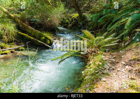 Flusso di foresta sebbene lussureggiante verde Nuova Zelanda bussola naturale Foto Stock