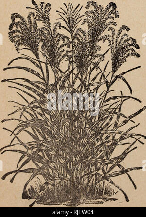 . Catalogo e listino prezzi dei semi affidabile. Vivaio Pennsylvania cataloghi; fiori cataloghi; lampadine (piante) cataloghi; Verdure cataloghi; vivaio; fiori; lampadine (piante); verdure. Zucche, ornamentali. TA. Le coloquintidi ornamentali possono tutti essere cresciuto o ^^v-^^s^ come meloni o si schiaccia; il seme non deve essere seminata fino a quando il clima è caldo e impostare- tled e uiien deve s 3364 Gourd, Hercules' Club. Grande, lunga, club- sagomati 0 dollari C5 3365 - Limone. Appariscente frutto giallo 5 3366 -Pear-Shaped. Giallo e verde, crema- striped 5 3367 -L'Uva Spina. Piccolo, verde brillante 5 3368 -Striped Apple. Piccola; Foto Stock