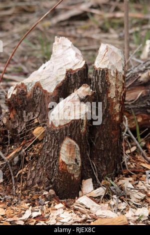 Gli alberi tagliati da beaver in Ontario Canada Foto Stock