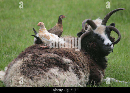 I polli in appoggio sulla lana di pecora cornuta Foto Stock