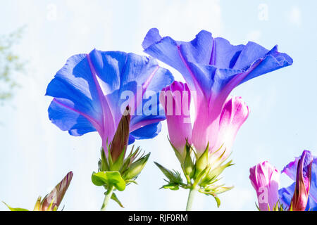 Blue gloria di mattina che fiorisce con il profondo blu del fiore Foto Stock