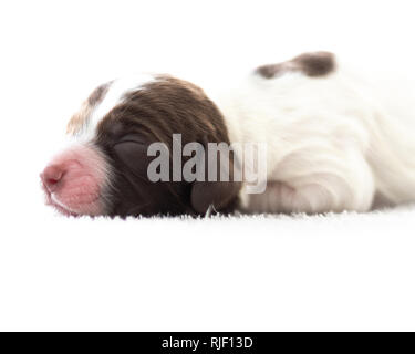 English Springer Spaniel cucciolo Foto Stock