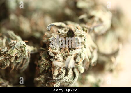La cannabis la concezione di business . La marijuana medica canapa prodotto cbd Foto Stock
