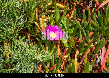 L'Alderney fig impianto (carpobrotus) con daisy come fiori viola in primavera, ha frutta commestibili ed è comunemente noto come pigface. Foto Stock