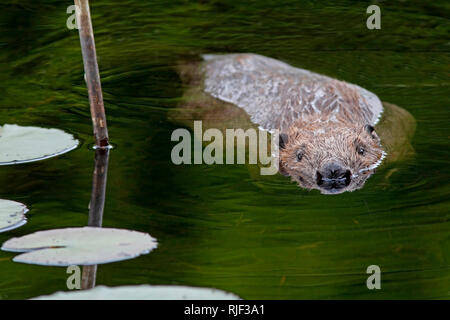 Castoro europeo (Castor fiber) nuoto, Knapdale foresta, Argyll, Scozia. Foto Stock