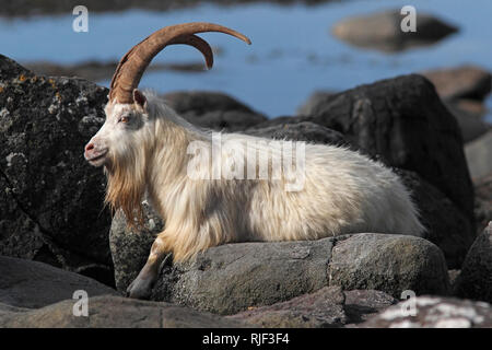 FERAL (Capra hircus) in appoggio sui massi costiere, Scotland, Regno Unito. Foto Stock