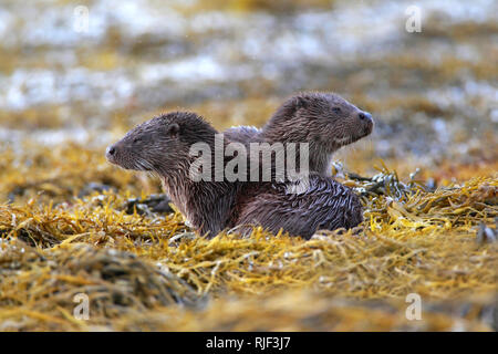 Lontra (Lutra lutra) madre e cub, Scotland, Regno Unito. Foto Stock