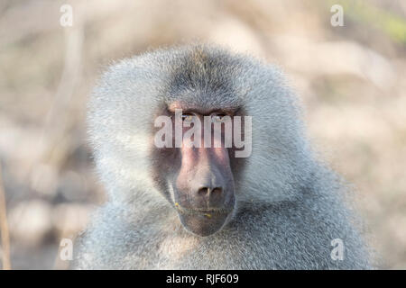 Hamadryas Baboon (Papio hamadryas). Ritratto del maschio dominante. Inondata National Park, Etiopia Foto Stock