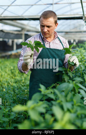 Lavoratore in muffole a controllo della qualità di iuta piantine nella fattoria di serra Foto Stock