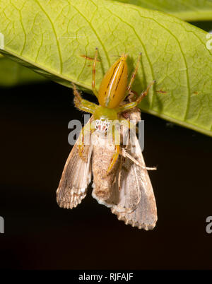 Mopsus femmina mormone con preda di insetti, Cairns, estremo Nord Queensland, FNQ, QLD, Australia Foto Stock