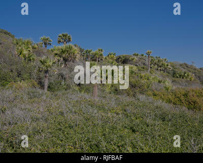 Edisto Island State Park, Carolina del Sud Foto Stock