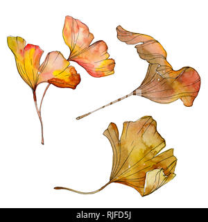 Verde Giallo ginkgo biloba foglia. Foglie di piante del giardino botanico di fogliame. Acquerello illustrazione dello sfondo impostato. Disegno ad acquerello fashion aquarelle è Foto Stock