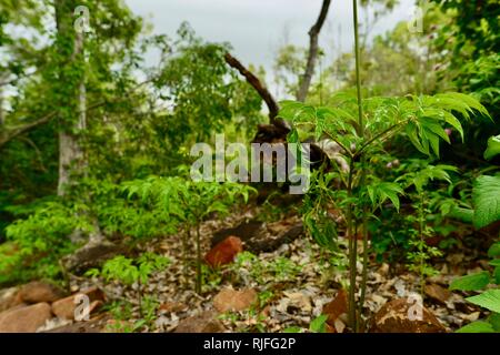 Amorphophallus sp. Le riprese fino dopo la pioggia, Moongun sentiero a piedi a molle di Elliot, Townsville, Queensland, Australia Foto Stock