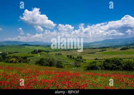 Vista aerea su una tipica zona collinare della campagna toscana in Val d'Orcia con l'azienda agricola Podere Belvedere su una collina, campi, cipressi e rosso papavero in fiore Foto Stock