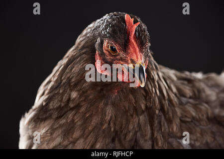 Ravvicinata di una razza di pollo marrone isolato su nero Foto Stock