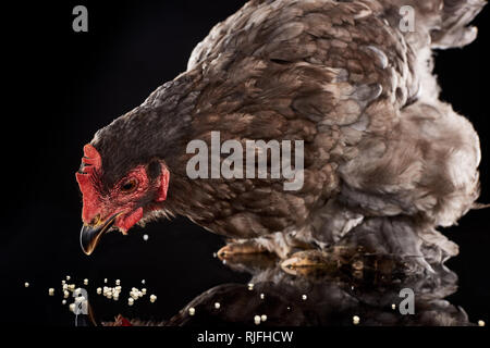 Di razza brown hen mangiare miglio su nero Foto Stock