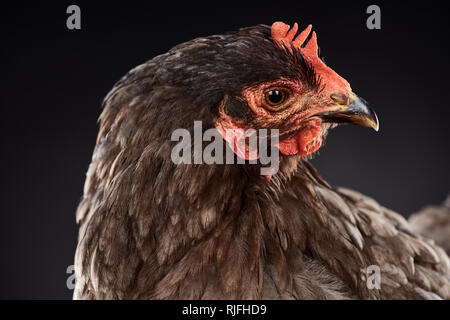 Close up di riproduttori di razza brown hen isolato su nero Foto Stock