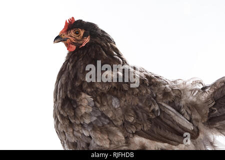 Close up di riproduttori di razza brown hen isolato su bianco Foto Stock