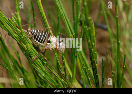 Sella-backed bush cricket (Ephippiger diurnus) *** Caption locale *** Foto Stock