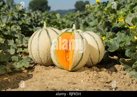 La coltivazione di melone dal Quercy in Tarn-et-Garonne dipartimento (sud-est della Francia). Meloni in un campo Foto Stock